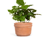 Load image into Gallery viewer, Felipe Large Terracotta Planter
