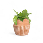 Load image into Gallery viewer, Valentina Planter
